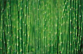 EQUISETUM FLUVIATILE, HORSETAIL - WATER HORSETAIL