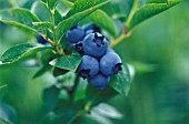 VACCINIUM PATRIOT, BLUEBERRY