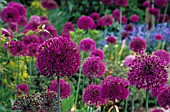 ALLIUM HOLLANDICUM PURPLE SENSATION