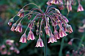 NECTAROSCORDUM SICULUM BULGARICUM, NECTAROSCORDUM