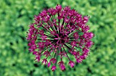 ALLIUM, ALLIUM