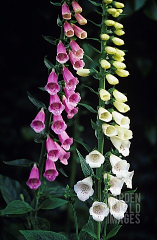 DIGITALIS_PURPUREA_ALBIFLORA_FOXGLOVE