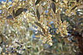 OLEA EUROPEA, OLIVE