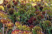 AEONIUM ARBOREUM SCHWARTZKOPF, AEONIUM