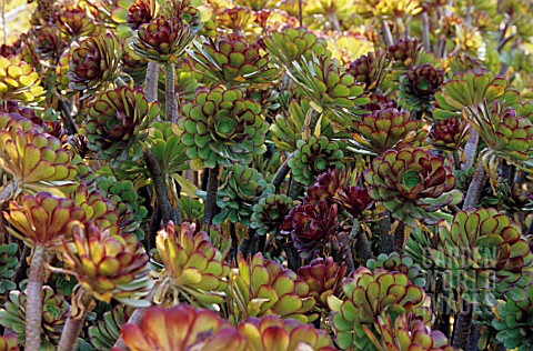 AEONIUM_ARBOREUM_SCHWARTZKOPF_AEONIUM