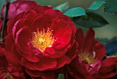 ROSA ‘HENRY KELSEY’, ROSE