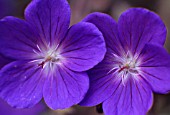 GERANIUM ‘BROOKSIDE’, GERANIUM, CRANESBILL