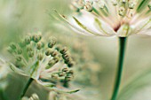 ASTRANTIA MAJOR BUCKLAND, ASTRANTIA, MASTERWORT