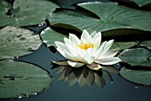 NYMPHAEA, WATER LILY