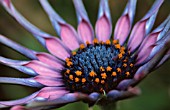 OSTEOSPERMUM SUNNY SONSA, OSTEOSPERMUM