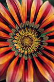 GAZANIA SUNDANCE, GAZANIA, TREASURE FLOWER