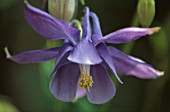 AQUILEGIA ALPINA, AQUILEGIA, COLUMBINE