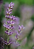 LAVANDULA AUGUSTIFOLIA, LAVENDER