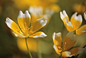 LIMNANTHES DOUGLASII, POACHED EGG PLANT