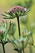 ASTRANTIA MAJOR BUCKLAND, ASTRANTIA, MASTERWORT