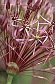 ALLIUM CRISTOPHII, ALLIUM