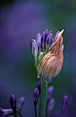 AGAPANTHUS LOCH HOPE, AGAPANTHUS