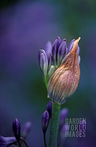 AGAPANTHUS_LOCH_HOPE_AGAPANTHUS