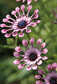 OSTEOSPERMUM PINK WHIRLS, OSTEOSPERMUM