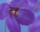 DELPHINIUM, DELPHINIUM