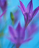 TRITELEIA LAXA, BRODIAEA