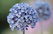 ALLIUM CAERULEUM, ALLIUM