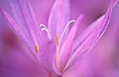 COLCHICUM AUTUMNALE, CROCUS - AUTUMN CROCUS