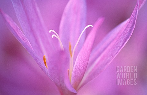 COLCHICUM_AUTUMNALE_CROCUS__AUTUMN_CROCUS