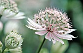 ASTRANTIA MAJOR, ASTRANTIA, MASTERWORT