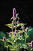 MENTHA SPICATA, MINT - SPEARMINT