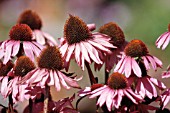 ECHINACEA PURPUREA, ECHINACEA, PURPLE CONEFLOWER