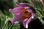 PULSATILLA VULGARIS, PASQUE FLOWER