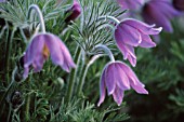 PULSATILLA VULGARIS, PASQUE FLOWER