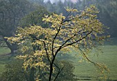 SINGLE TREE WITH AUTUMN COLOUR