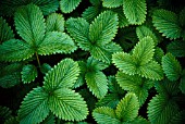 FRAGARIA VESCA, STRAWBERRY - WILD STRAWBERRY