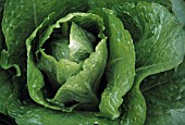 LACTUCA SATIVA, LETTUCE