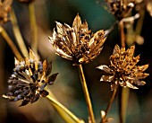 ASTRANTIA, ASTRANTIA, MASTERWORT