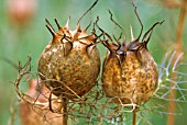 NIGELLA DAMASCENA, LOVE-IN-A-MIST