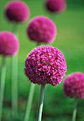 ALLIUM GIGANTEUM, ALLIUM