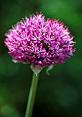 ALLIUM ROSENBACHIANUM, ALLIUM