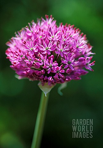 ALLIUM_ROSENBACHIANUM_ALLIUM