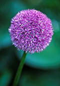 ALLIUM GIGANTEUM, ALLIUM