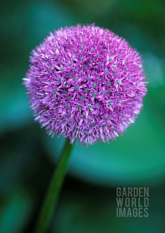 ALLIUM_GIGANTEUM_ALLIUM