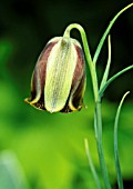 FRITILLARIA ACMOPETOLA, FRITILLARY