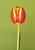 TULIPA ‘KEES NELLIS’, TULIP