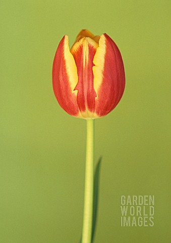 TULIPA_KEES_NELLIS_TULIP