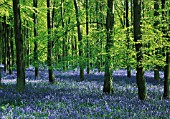 HYACINTHOIDES, BLUEBELL WOOD