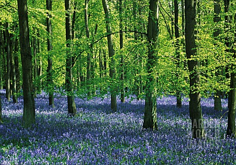 HYACINTHOIDES_BLUEBELL_WOOD