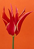 TULIPA QUEEN OF SHEBA, TULIP