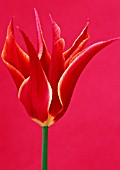 TULIPA QUEEN OF SHEBA, TULIP